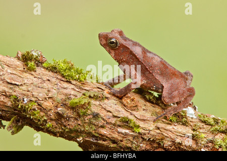 Ein Frosch sitzt auf einem bemoosten Ast im Amazonasgebiet Ecuadors. Stockfoto