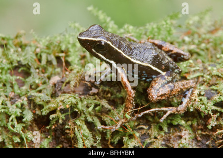 Ein Frosch sitzt auf einem bemoosten Ast im Amazonasgebiet Ecuadors. Stockfoto