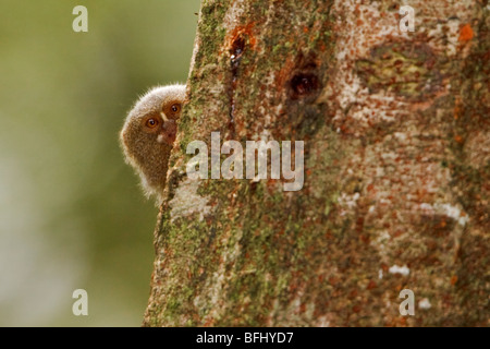 Ein Affe saß auf einem Baum im Amazonas Ecuadors. Stockfoto