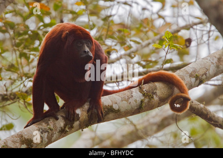 Ein Affe saß auf einem Baum im Amazonas Ecuadors. Stockfoto