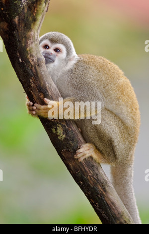 Ein Affe saß auf einem Baum im Amazonas Ecuadors. Stockfoto