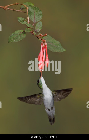 Ein Smaragd der Anden-Kolibri (Amazilia Franciae) Fütterung auf eine Blume während des Fluges in Tandayapa Tal von Ecuador. Stockfoto