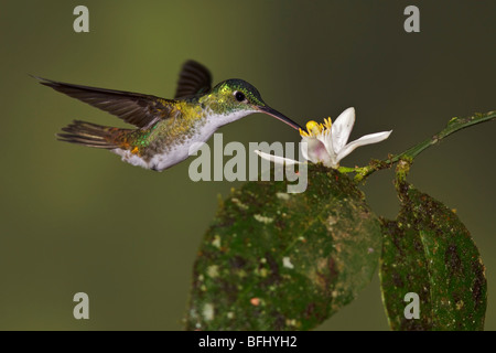 Ein Smaragd der Anden Kolibri (Amazilia Franciae) Fütterung auf eine Blume während des Fluges in Tandayapa Tal von Ecuador. Stockfoto