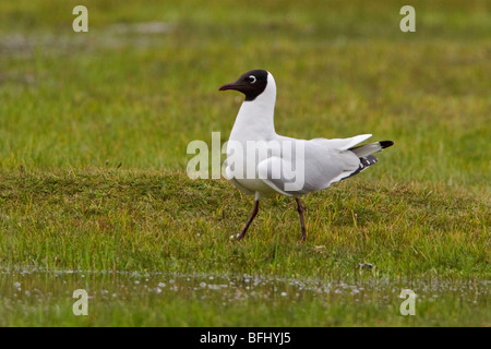 Anden Möwe (Larus Serranus) thront auf Paramo Vegetation im Hochland von Ecuador. Stockfoto