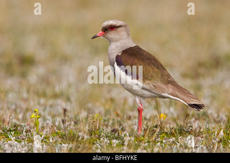 Anden Kiebitz (Vanellus Resplendens) thront auf Paramo Vegetation im Hochland von Ecuador. Stockfoto