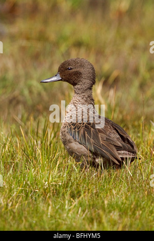 Anden Krickente (Anas Andium) thront auf Paramo Vegetation im Hochland von Ecuador. Stockfoto