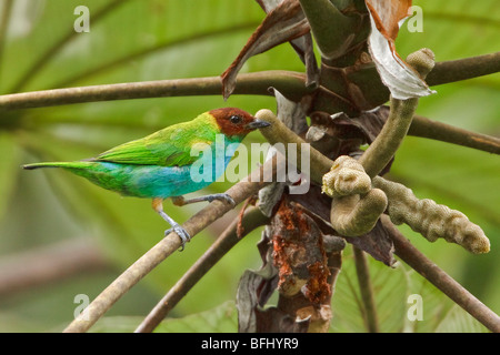 Bucht-headed Tanager (Tangara Gyrola) thront auf einem Ast in der Nähe von Podocarpus Nationalpark im Südosten Ecuadors. Stockfoto