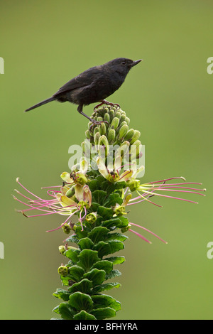 Black Flowerpiercer (Diglossa Humerialis) thront auf einem Ast in der Nähe von Papallacta Pass im Hochland von Zentral Ecuador. Stockfoto