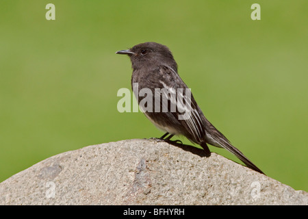 Schwarz Phoebe (Sayornis Nigricans) thront auf einem Felsen im Buenaventura Lodge in Südwest-Ecuador. Stockfoto