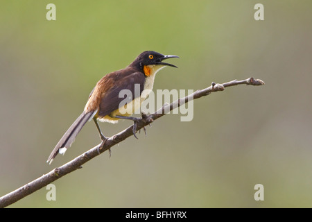 Schwarz-capped Donacobius (Donacobius Atricapillius) thront auf einem Ast in der Nähe des Flusses Napo im Amazonasgebiet Ecuadors. Stockfoto