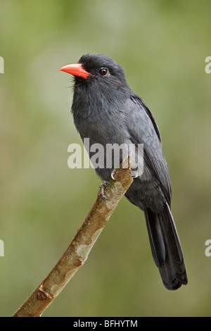 Schwarz-fronted Nunbird (Monasa Nigrifrons) thront auf einem Ast in der Nähe des Flusses Napo im Amazonasgebiet Ecuadors. Stockfoto