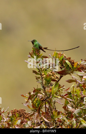 Schwarz-angebundene Trainbearer Kolibri (Lesbia Victoriae) Stockfoto