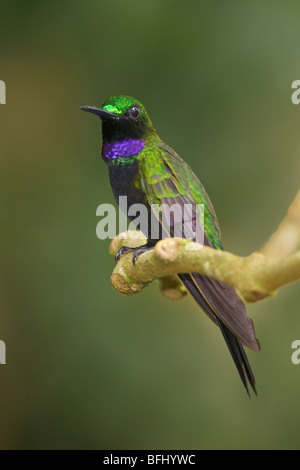 Black-throated brillant (Heliodoxa Schreibersii) thront auf einem Ast an der Wildsumaco-Reserve im Osten Ecuadors. Stockfoto