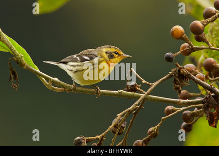 Blackburnian Warbler (Dendroica Fusca) thront auf einem Ast in Tandayapa Tal von Ecuador. Stockfoto