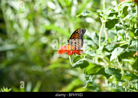 Monarchfalter in Boyce Thompson Arboretum außerhalb Phoenix, Arizona Stockfoto