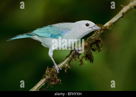 Blau-graue Tanager (Thraupis Episcopus) thront auf einem Ast im Milpe Reservat im Nordwesten Ecuadors. Stockfoto