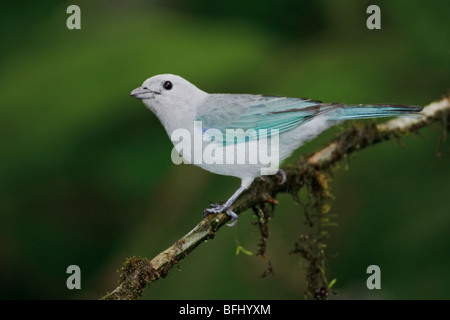 Blau-graue Tanager (Thraupis Episcopus) thront auf einem Ast im Milpe Reservat im Nordwesten Ecuadors. Stockfoto