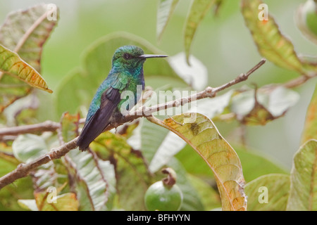 Blau-tailed Smaragd (Chlorostilbon Mellisugus) thront auf einem Ast in der Nähe von Podocarpus Nationalpark im Südosten Ecuadors. Stockfoto