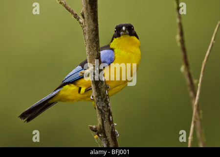 Ein Blue-winged Berg Tanager (Anisognathus Somptuosus) thront auf einem Ast im Tandayapa Tal in Ecuador. Stockfoto