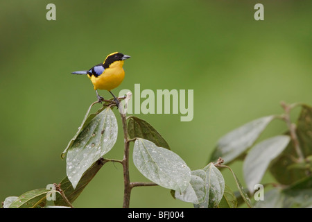 Blue-winged Berg Tanager (Anisognathus Somptuosus) thront auf einem Ast in Tandayapa Tal von Ecuador. Stockfoto