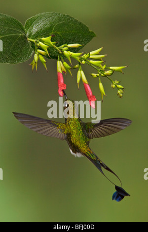 Eine männliche Booted Schläger-Tail Kolibri (Grundfarbe Underwoodii) fliegen und Fütterung eine Blume im Tandayapa Tal in Ecuador. Stockfoto