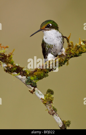 Gestarteten Schläger-Tail Kolibri (Grundfarbe Underwoodii) thront auf einem Ast in Tandayapa Tal von Ecuador. Stockfoto