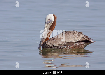 Brauner Pelikan (Pelecanus Occidentalis) schwimmen vor der Küste von Ecuador. Stockfoto