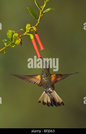 Buff-tailed Krönchen (Boissonneaua Flavescens) Fütterung auf eine Blume während des Fluges in Tandayapa Tal von Ecuador. Stockfoto