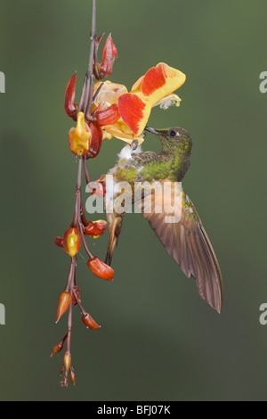 Buff-tailed Coronet (Boissonneaua Flavescens) Fütterung auf eine Blume während des Fluges bei der Reserve von Mindo Loma im Nordwesten Ecuadors. Stockfoto