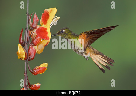 Buff-tailed Coronet (Boissonneaua Flavescens) Fütterung auf eine Blume während des Fluges bei der Reserve von Mindo Loma im Nordwesten Ecuadors. Stockfoto