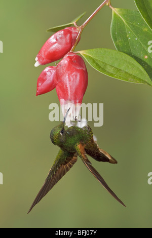 Buff-tailed Coronet (Boissonneaua Flavescens) Fütterung auf eine Blume während des Fluges bei der Reserve von Mindo Loma im Nordwesten Ecuadors. Stockfoto