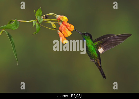 Buff-winged Starfrontlet (Coeligena Lutetiae) fliegen und Fütterung eine Blume an der Yanacocha Reserve in der Nähe von Quito, Ecuador. Stockfoto