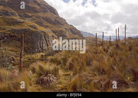 Eine malerische Aussicht von Cajas Nationalpark in der Nähe von Cuenca, Ecuador. Stockfoto