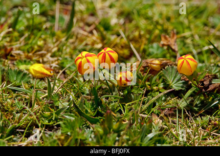 Paramo Vegetation im Cajas Nationalpark ist Süden Ecuadors. Stockfoto