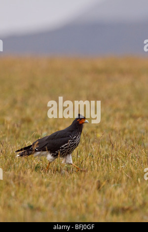 Carunculated Karakara (Phalcoboenus Carunculatus) thront auf einem Ast im Hochland von Ecuador Stockfoto