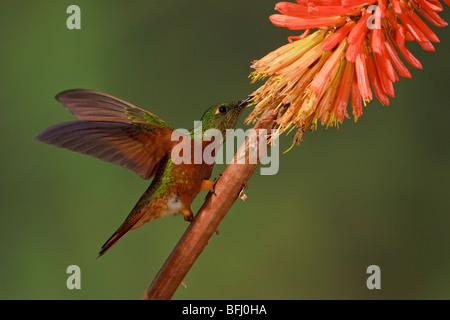 Kastanien-breasted Coronet (Boissonneaua Matthewsii) Fütterung auf eine Blume während des Fluges in der Guango Lodge in Ecuador. Stockfoto