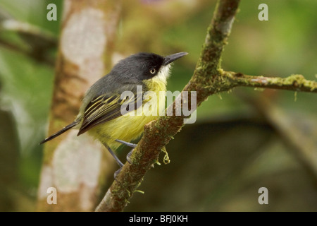 Gemeinsamen Tody-Fliegenschnäpper (Todirostrum Cinereum) thront auf einem Ast im Milpe Reservat im Nordwesten Ecuadors. Stockfoto