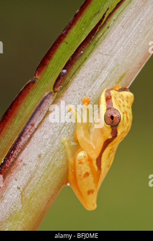 Ein gelber Frosch thront auf einem Ast im Podocarpus Nationalpark im Südosten Ecuadors. Stockfoto