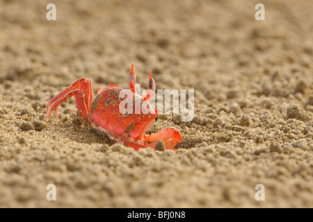 Eine Krabbe am Strand an der Küste von Ecuador. Stockfoto
