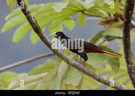 Crested Oropendola (Psarocolius Decumanus) thront auf einem Ast in der Nähe von Podocarpus Nationalpark im Südosten Ecuadors. Stockfoto