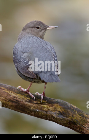 Amerikanische Wasseramseln (Cinclus Mexicanus) thront auf einem Ast in der Nähe eines Baches in Victoria, BC, Kanada. Stockfoto