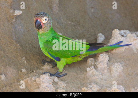 Unter der Leitung von Dusky Sittich (Aratinga Weddellii) thront in der Nähe eine Salzlecke entlang des Flusses Napo im Amazonasgebiet Ecuadors. Stockfoto