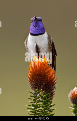 Ecuadorianische Hillstar (Oreotrochilus Chimborazo) thront auf einer blühenden Pflanze im Hochland von Ecuador Stockfoto