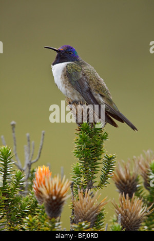 Ecuadorianische Hillstar (Oreotrochilus Chimborazo) thront auf einer blühenden Pflanze im Hochland von Ecuador Stockfoto