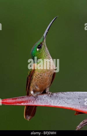 Fawn-breasted brillanten (Heliodoxa Rubinoides) thront auf einem Ast in Tandayapa Tal von Ecuador. Stockfoto