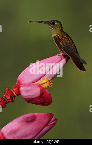 Fawn-breasted brillanten (Heliodoxa Rubinoides) thront auf einem Ast in Tandayapa Tal von Ecuador. Stockfoto