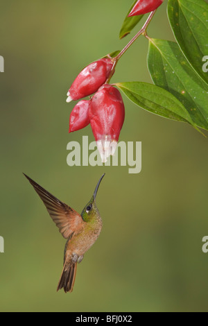 Kitz-breasted brillant (Heliodoxa Rubinoides) Fütterung auf eine Blume während des Fluges bei der Reserve von Mindo Loma im Nordwesten Ecuadors. Stockfoto