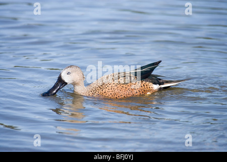 Argentinische rote Löffelente (Anas Platalea). Männlich oder Drake. Südliches Südamerika. Stockfoto