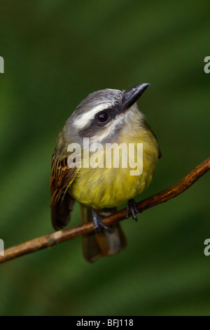 Ein Golden-gekrönter Flycatcher (Myiodynastes Chrysocephalus) thront auf einem Ast in Tandayapa Tal von Ecuador. Stockfoto