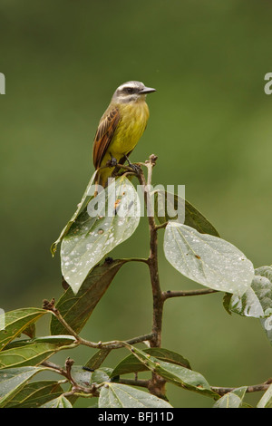 Ein Golden-gekrönter Flycatcher (Myiodynastes Chrysocephalus) thront auf einem Ast in Tandayapa Tal von Ecuador. Stockfoto